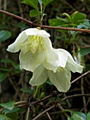 CLEMATIS CIRRHOSA