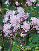 THALICTRUM AQUILEGIIFOLIUM,  HARDY PERENNIAL