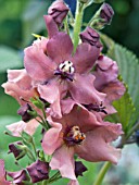 VERBASCUM BOMBYCIFERUM CARIBBEAN CRUSH