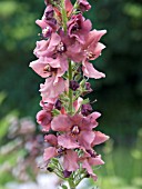 VERBASCUM BOMBYCIFERUM CARIBBEAN CRUSH,  HARDY PERENNIAL