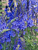 VERONICA AUSTRIACA SHIRLEY BLUE