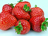 STRAWBERRY EVEREST(FRAGARIA HYBRIDA)