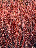 CORNUS ALBA SIBERICA