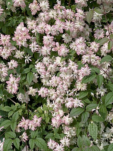 CLEMATIS_MONTANA_BROUGHTON_STAR