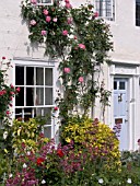 COTTAGE GARDEN WITH ROSES & VALERIANA