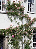 COTTAGE GARDEN,  CLIMBING ROSE,  ALBERTINE