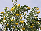 CYTISSUS BATTANDIERI,  PINEAPPLE PLANT