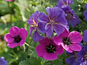 GERANIUM X MAGNIFICUM & ANN FOLKARD