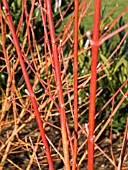 CORNUS SANGUINEA MIDWINTER FIRE