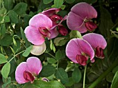 LATHYRUS GRANDIFLORUS,  EVERLASTING PEA