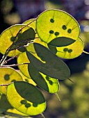 LUNARIA ANNUA,  HONESTY,  SEEDPODS