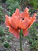 PAPAVER ORIENTALE HELEN ELIZABETH