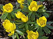 ERANTHIS HYEMALIS