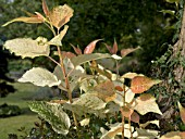 POPULUS X CANDICANS AURORA,  ONTARIO POPULAR