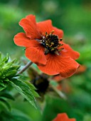 POTENTILLA GIBSONS SCARLET