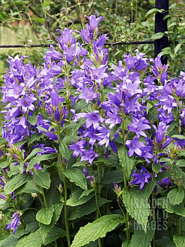 CAMPANULA_LATIFOLIA