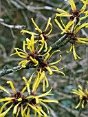 HAMAMELIS MOLLIS (CHINESE WITCH HAZEL)