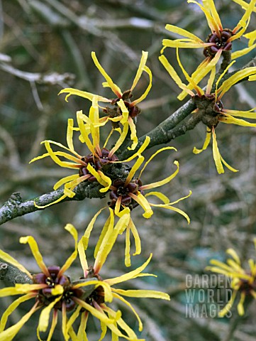 HAMAMELIS_MOLLIS_CHINESE_WITCH_HAZEL