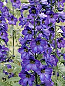 DELPHINIUM BLUE WITH BLACK BEE