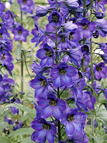 DELPHINIUM_BLUE_WITH_BLACK_BEE