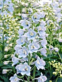 DELPHINIUM,  (PALE BLUE WITH WHITE BEE)