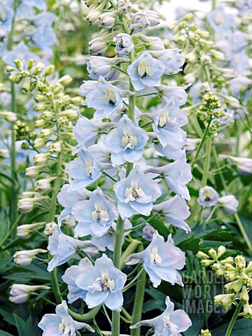 DELPHINIUM__PALE_BLUE_WITH_WHITE_BEE