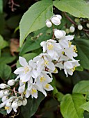 DEUTZIA GRACILIS