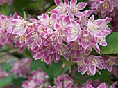 DEUTZIA LONGIFOLIA VEITCHII