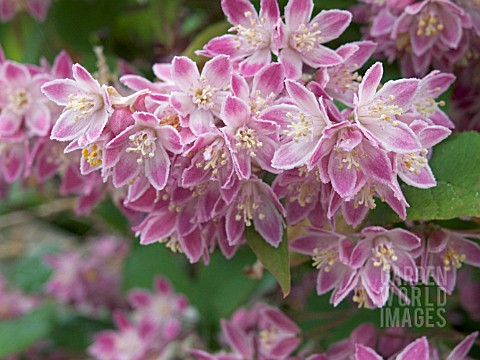 DEUTZIA_LONGIFOLIA_VEITCHII