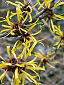 HAMAMELIS MOLLIS (CHINESE WITCH HAZEL)