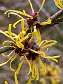 HAMAMELIS MOLLIS (CHINESE WITCH HAZEL)