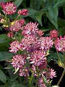 ASTRANTIA CLARET RED