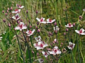 BUTOMUS UMBELLATUS,  FLOWERING RUSH,  NATIVE WATERSIDE PLANT