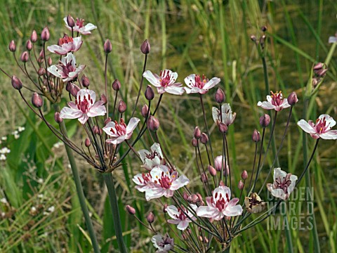 BUTOMUS_UMBELLATUS__FLOWERING_RUSH__NATIVE_WATERSIDE_PLANT