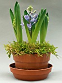 HYACINTHUS ORIENTALIS BLUE JACKET