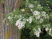 ROBINIA PSEUDOACACIA,   LOCUST TREE