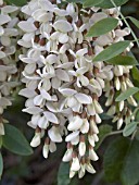 ROBINIA PSEUDOACACIA,  LOCUST TREE