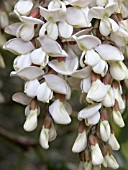 ROBINIA PSEUDOACACIA,  HARDY DECIDUOUS TREE