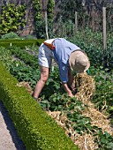 STRAWBERRY PLANTS,  MULCHING WITH STRAW FOR RIPENING FRUITS