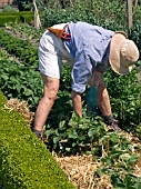 STRAWBERRY PLANTS,  MULCHING WITH STRAW FOR RIPENING FRUITS