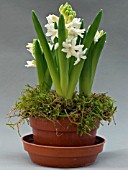 HYACINTHUS ORIENTALIS LINNOCENCE