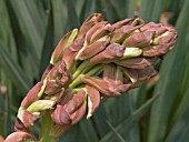 YUCCA FILAMENTOSA,  FLOWER BUD