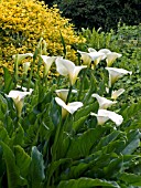 ZANTEDESCHIA AETHIOPICA,  ARUM LILY