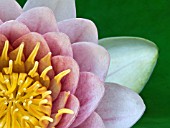 NYMPHAEA MARLIACEA ROSEA,  WATER LILY