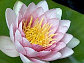 NYMPHAEA MARLIACEA ROSEA,  WATER LILY