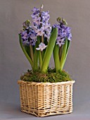 HYACINTHUS ORIENTALIS BLUE JACKET