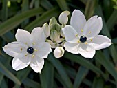 ORNITHOGALUM ARABICUM