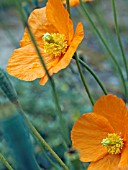 PAPAVER LATERITIUM,  HARDY PERENNIAL