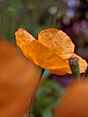 PAPAVER LATERITIUM