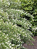 PHILADELPHUS AVALANCHE,  MOCK ORANGE,   HARDY SHRUB